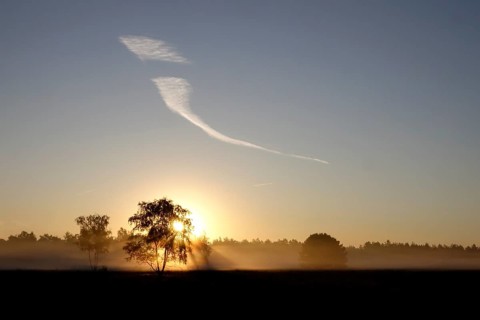 Morning atmosphere in a heath landscape, morning sun and fog, summer, Germany