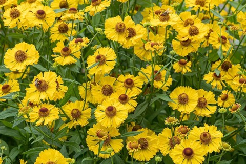 Sunflower (Helenium 'Blossom Table'), RHS Garden Bridgewater, Great Britain
