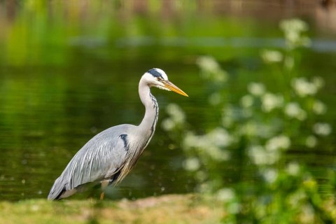 Grey heron (Ardea cinerea) standing on the grass at the shore of a lake, wildlife, Bavaria, Germany