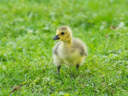Canada goose (Branta canadensis), a single gosling, alert, on a meadow, Hesse, Germany