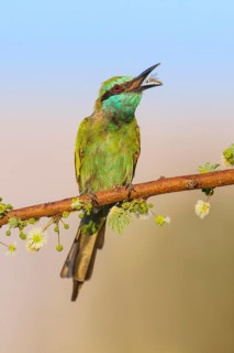 Green Bee-eater (Merops orientalis) with insect prey in beak, Eilat, Israel