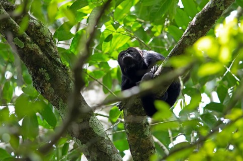 Howler monkey (Alouatta) in the Yaxha-Nakum-Naranjo National Park, Biósfera Maya nature reserve,