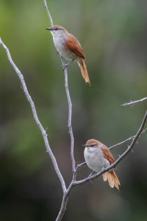 Yellow-chinned Spinetail (Certhiaxis cinnamomeus) perched on a branch in the Atlantic rainforest of