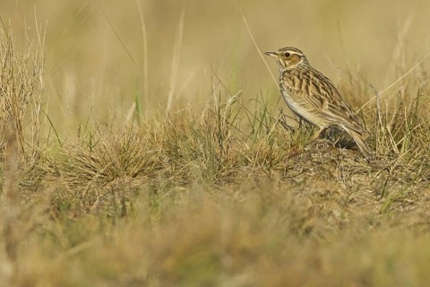 Woodlark (Lullula arborea), Hesse, Germany