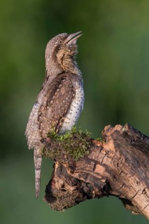 Eurasian Wryneck (Jynx torquilla) singing, perched on a stump, Poland