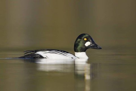 Common Goldeneye (Bucephala clangula) male, British Columbia, Canada