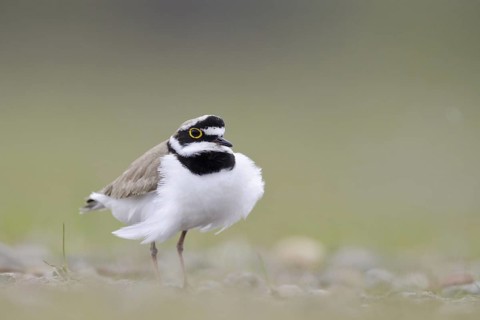 Little Ringed Plover (Charadrius dubius), North Rhine-Westphalia, Germany