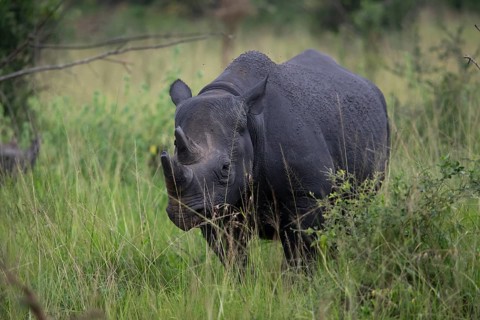 Black rhinoceros (Diceros bicornis) or black rhino in tall grass, Akagera National Park or Kagera