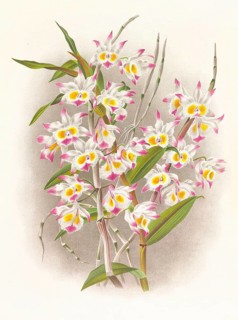 Orchid, Dendrobium devonianum, authentic reproduction of an illustration by Jean Jules Linden (1817