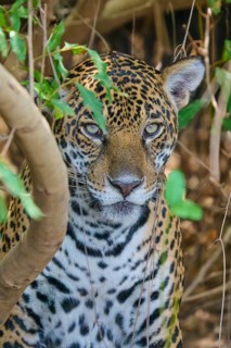 Close-up of a jaguar hidden among plants in the jungle, Jaguar (Panthera onca), Pantanal, Mato