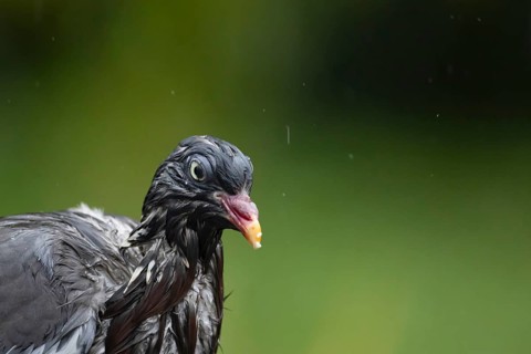 Wood pigeon (Columba palumbus) adult garden bird head portrait soaking wet in a rain shower,