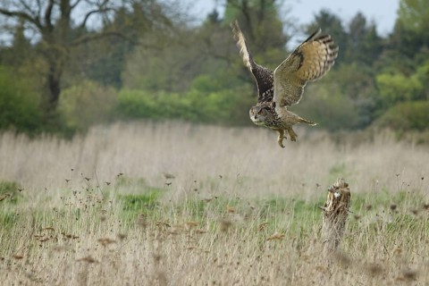 Eurasian Eagle-Owl (Bubo bubo), United Kingdom