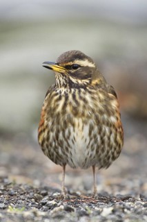 Redwing (Turdus iliacus), Iceland