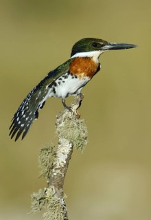 Green Kingfisher (Chloroceryle americana), Texas, USA