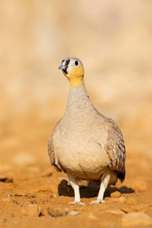 Kronenflughuhn, Crowned Sandgrouse, Pterocles coronatus, Ganga couronné, Ganga Coronada