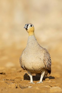 Crowned flying fowl, (Pterocles coronatus), North America, Middle East, family of flying fowl,