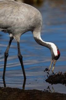 Crane (Grus grus), Sweden