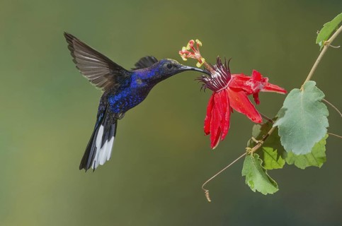 Violet Sabrewing (Campylopterus hemileucurus), Costa Rica