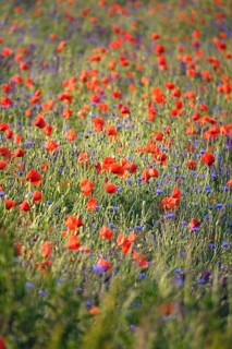 Picturesque beautiful poppies, June, Germany