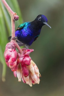 Velvet-purple Coronet (Boissonneaua jardini) feeding at a flower in Colombia, South America