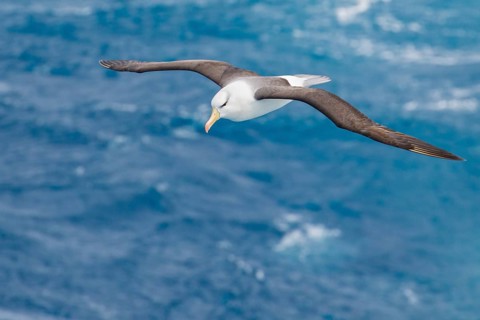 Black-browed Albatross (Thalassarche melanophris) flying over the ocean searching for food near