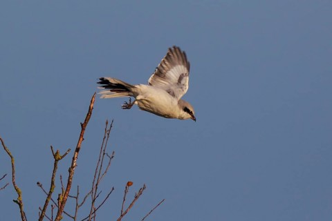Great Grey Shrike (Lanius excubitor), North Rhine-Westphalia, Germany