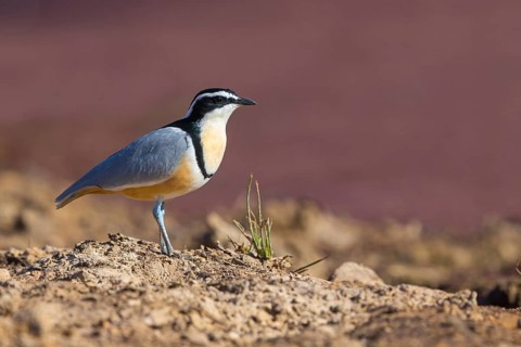 Crocodile-bird, (Pluvianus aegytpticus), Crocodile-bird, Egyptian Plover, Pluvian fluviatile,