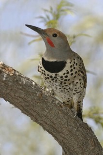 Northern Flicker (Colaptes auratus), Arizona, USA