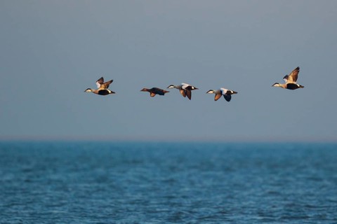 Common Eider (Somateria mollissima) group flying over the ocean, Netherlands