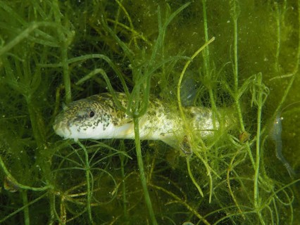 A common loach (Barbatula barbatula) hidden between green aquatic plants. Dive site Wildsau,