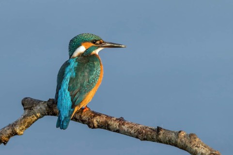 Common Kingfisher (Alcedo atthis) female perched on a branch, Mecklenburg-Western Pomerania,