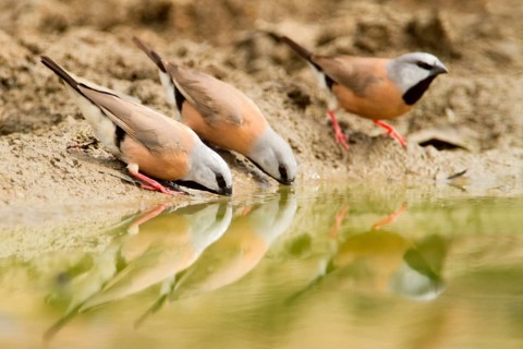 Black-throated Finch (Poephila cincta), Queensland, Australia
