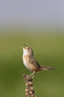 Sedge Wren Cistothorus platensis Appleton, Chippewa County, Minnesota, United States 29 May Adult