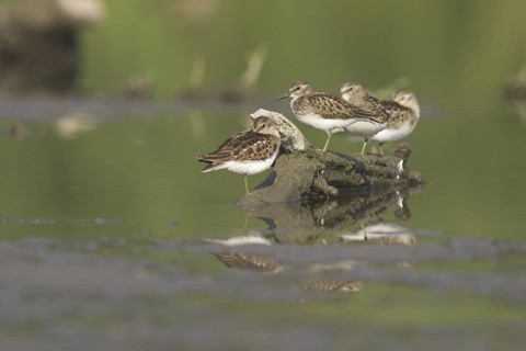 Least Sandpiper (Calidris minutilla), Ontario, Canada