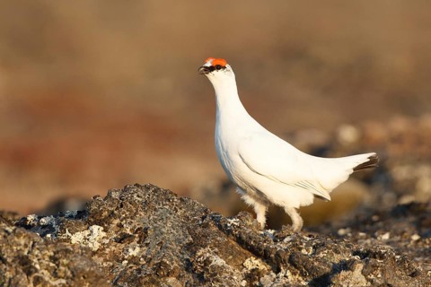 Rock Ptarmigan (Lagopus muta) male, Myvatn, Iceland