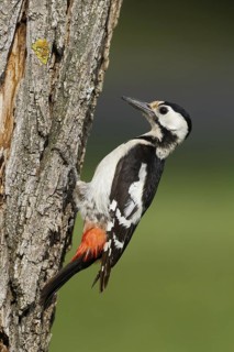 Syrian Woodpecker (Dendrocopos syriacus) female, Burgenland, Austria