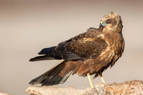 Western Marsh Harrier (Circus aeruginosus) male perched on a stump, Castile-La Mancha, Spain