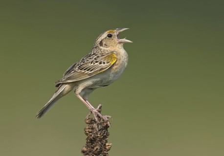 Grasshopper Sparrow (Ammodramus savannarum) singing, Ohio, USA