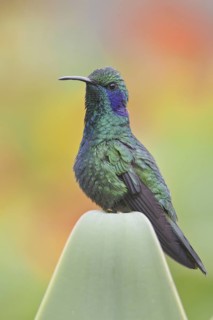 Green Violetear (Colibri thalassinus), Costa Rica