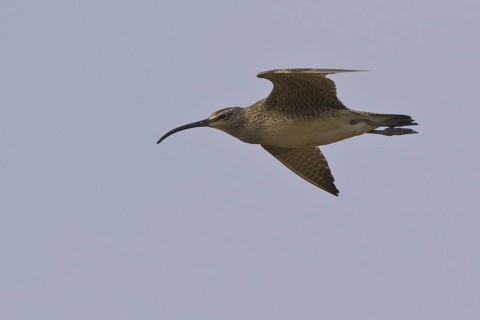 Whimbrel (Numenius phaeopus) flying, Manitoba, Canada