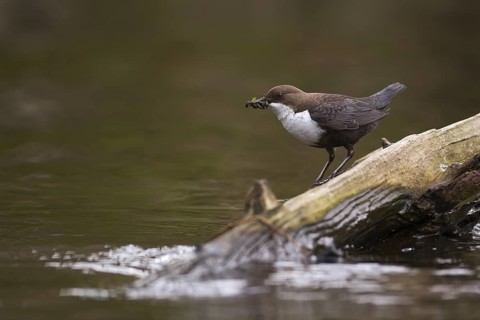 White-throated Dipper (Cinclus cinclus), Saxony, Germany