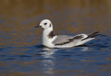 Black-legged Kittiwake (Rissa tridactyla) 1st year, Ohio, USA