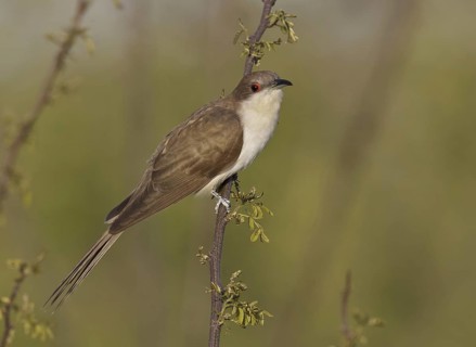 Black-billed Cuckoo (Coccyzus erythropthalmus), Ohio, USA