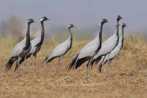 Demoiselle Crane (Grus virgo), India