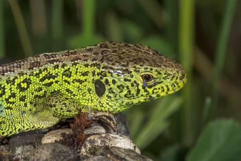 Close-up of a male sand lizard (Lacerta agilis) with conspicuous pattern, Baden-Württemberg,