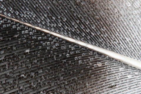 Wood pigeon (Columba palumbus) bird close up of dew drops on a wing feather, Suffolk, England,