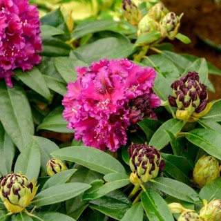 Rhododendron hybrid (Rhododendron DRAMATIC DARK), Rhodo 2014, Germany