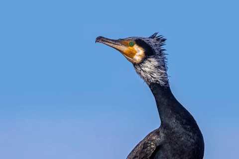 Close-up portrait of adult great cormorant, continental cormorant (Phalacrocorax carbo sinensis) in