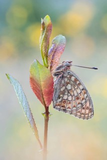 Mittlerer Perlmuttfalter (Fabriciana niobe) am Ruheplatz