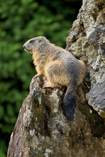 Alpine marmot (Marmota marmota), sitting on rocks, Switzerland